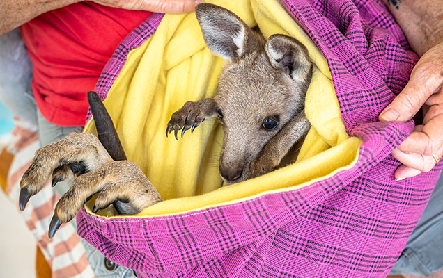 kangaroo joey in knitted pouch